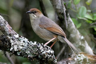 Witbrauwgraszanger - Cisticola cantans